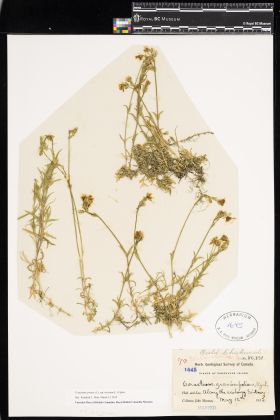 Image representing Cerastium arvense ssp. strictum.