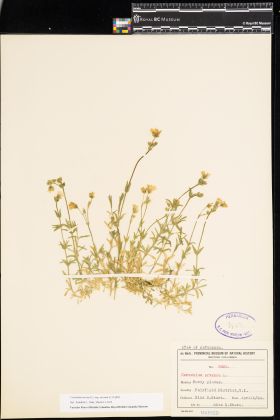 Image representing Cerastium arvense ssp. strictum.