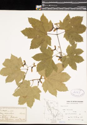 Image representing Acer circinatum.