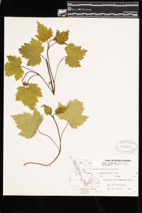 Image representing Acer glabrum var. douglasii.