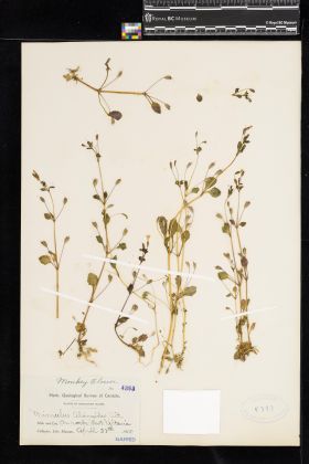 Image representing Mimulus alsinoides.