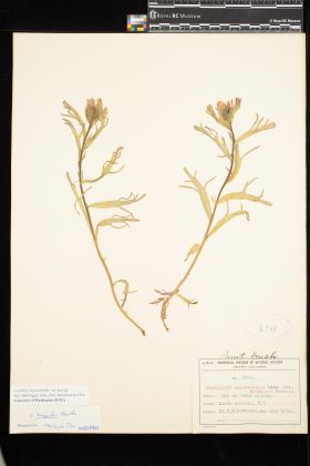 Image representing Castilleja hispida var. hispida.