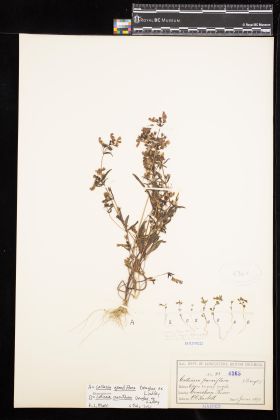Image representing Collinsia parviflora.