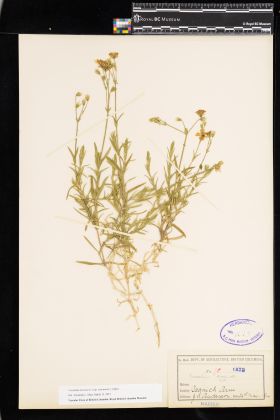 Image representing Cerastium arvense ssp. strictum.