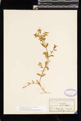 Image representing Honckenya peploides ssp. major.