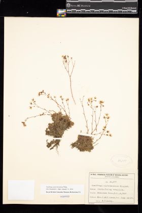 Image representing Saxifraga austromontana.