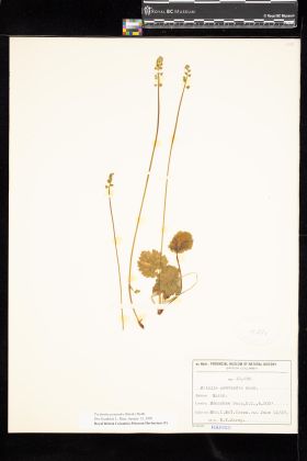 Image representing Pectiantia pentandra.