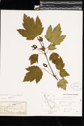 Image representing Acer glabrum var. douglasii.