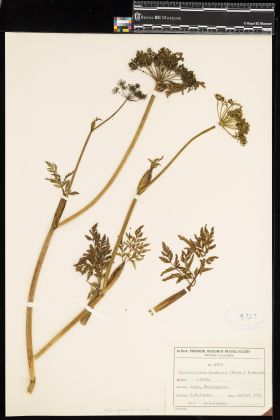 Image representing Conioselinum pacificum.