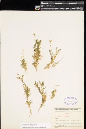 Image representing Cerastium arvense ssp. strictum.