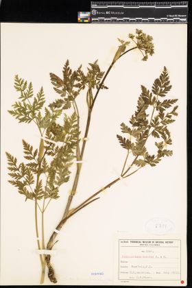 Image representing Conioselinum pacificum.