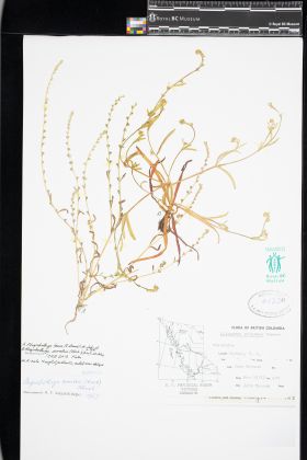 Image representing Plagiobothrys tener.