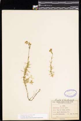 Image representing Cerastium arvense ssp. strictum.