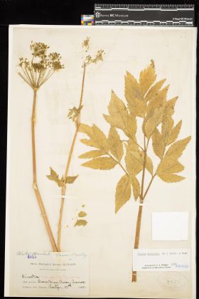 Image representing Cicuta douglasii.