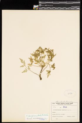 Image representing Conioselinum pacificum.