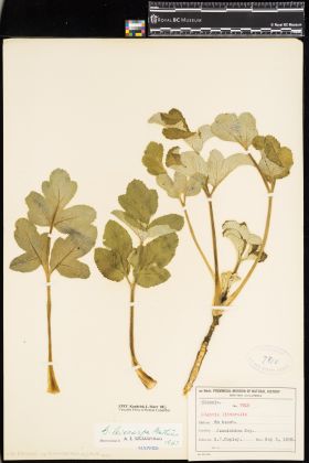 Image representing Glehnia leiocarpa.