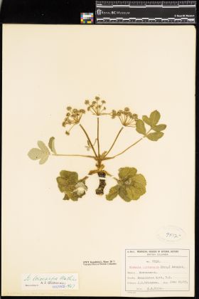 Image representing Glehnia leiocarpa.