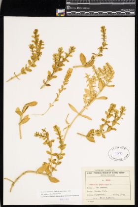 Image representing Honckenya peploides ssp. major.