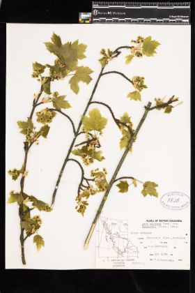 Image representing Acer glabrum var. douglasii.