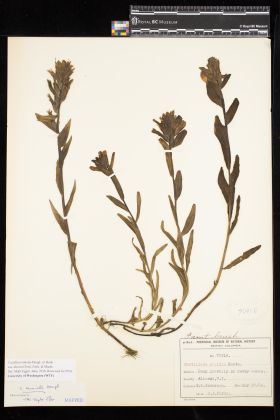 Image representing Castilleja miniata var. dixonii.