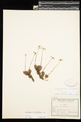 Image representing Saxifraga austromontana.