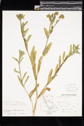 Image representing Amsinckia intermedia.