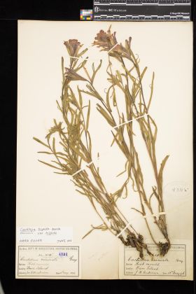 Image representing Castilleja hispida var. hispida.