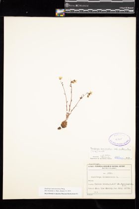 Image representing Saxifraga austromontana.