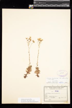 Image representing Saxifraga austromontana.