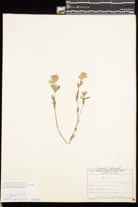Image representing Castilleja hispida var. hispida.