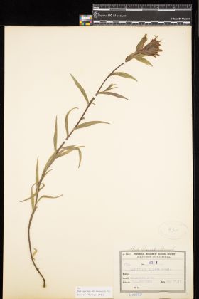 Image representing Castilleja miniata.