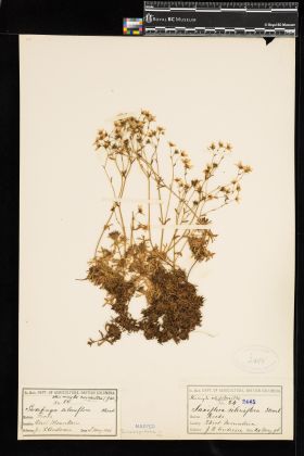 Image representing Saxifraga caespitosa.