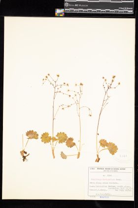 Image representing Saxifraga mertensiana.