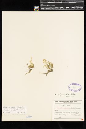 Image representing Minuartia biflora.