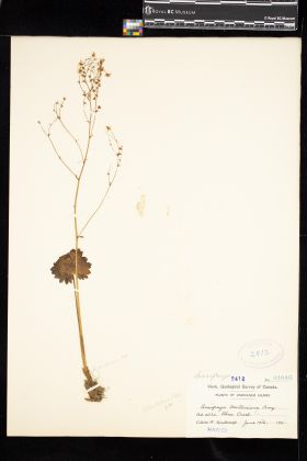 Image representing Saxifraga mertensiana.