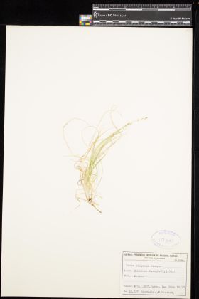 Image representing Carex disperma.