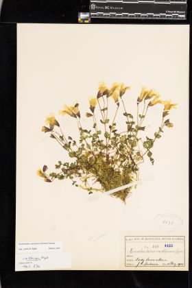 Image representing Erythranthe caespitosa.