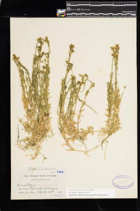 Image representing Cerastium arvense ssp. strictum.