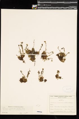 Image representing Saxifraga caespitosa.