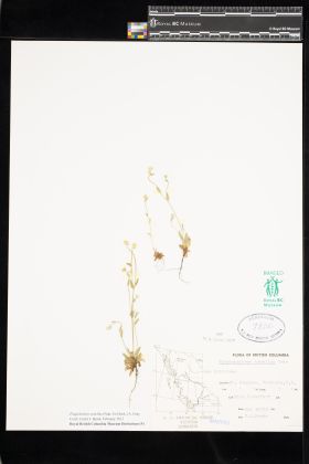 Image representing Plagiobothrys tenellus.