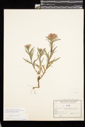 Image representing Castilleja hispida var. hispida.