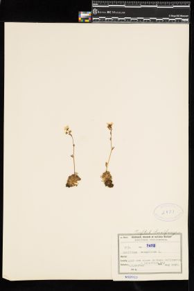 Image representing Saxifraga caespitosa.