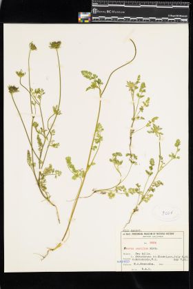 Image representing Daucus pusillus.