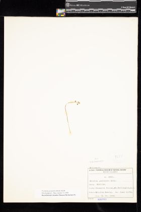 Image representing Pectiantia pentandra.