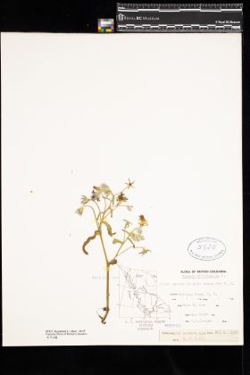 Image representing Borago officinalis.