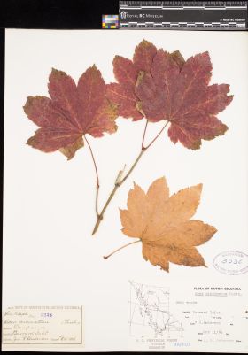 Image representing Acer circinatum.