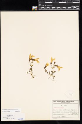 Image representing Erythranthe caespitosa.