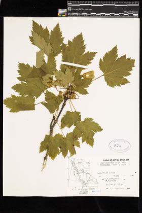 Image representing Acer glabrum var. douglasii.