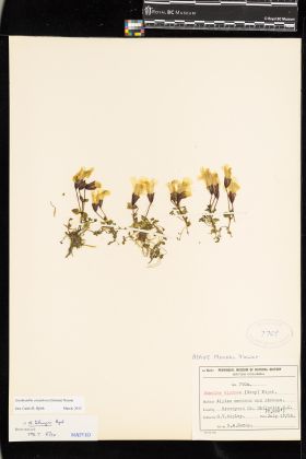 Image representing Erythranthe caespitosa.