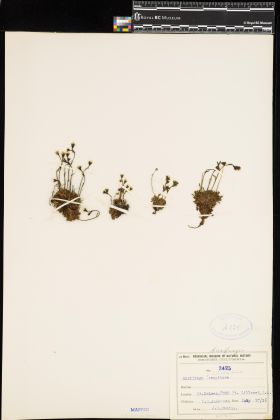 Image representing Saxifraga caespitosa.